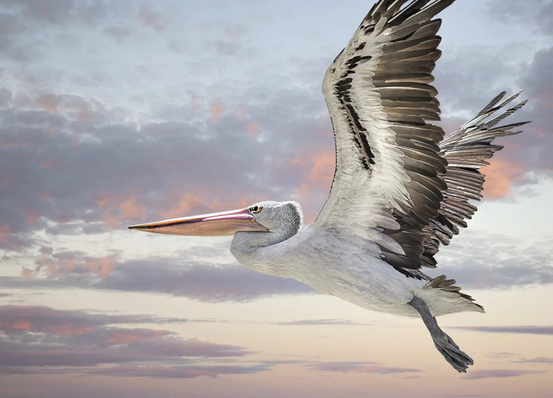 Peddling Pelican Hilton Head bike rentals