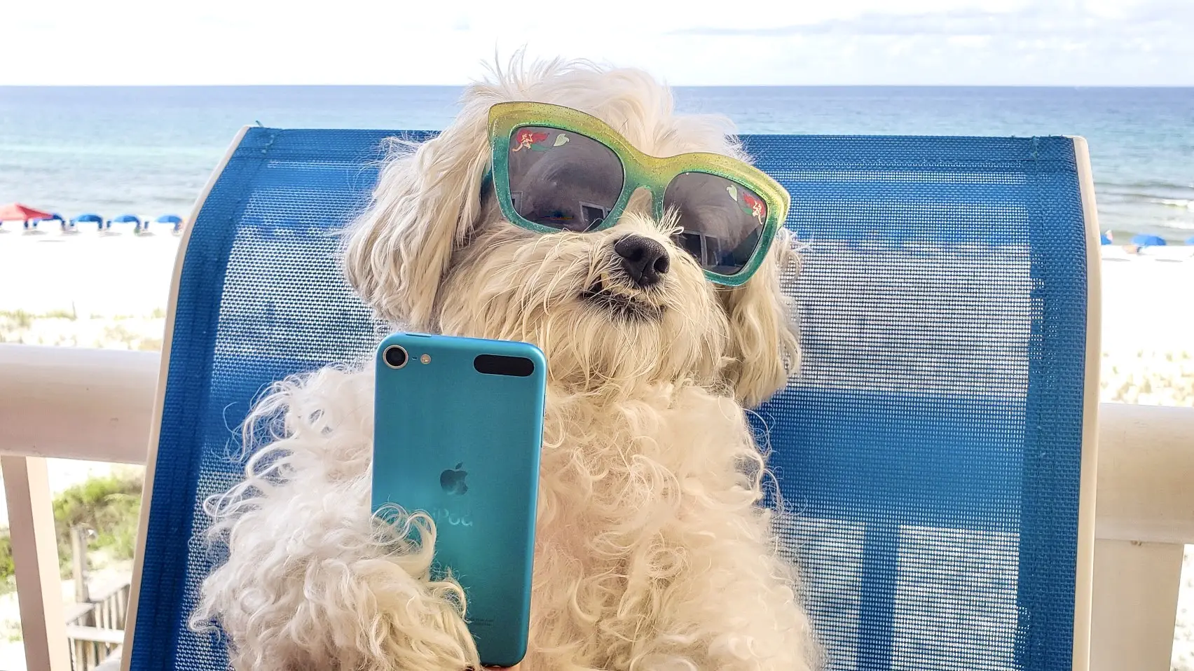 Dog enjoying a Hilton Head vacation